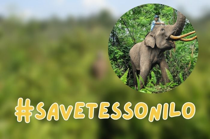 Tagar #SaveTessoNilo trending di media sosial