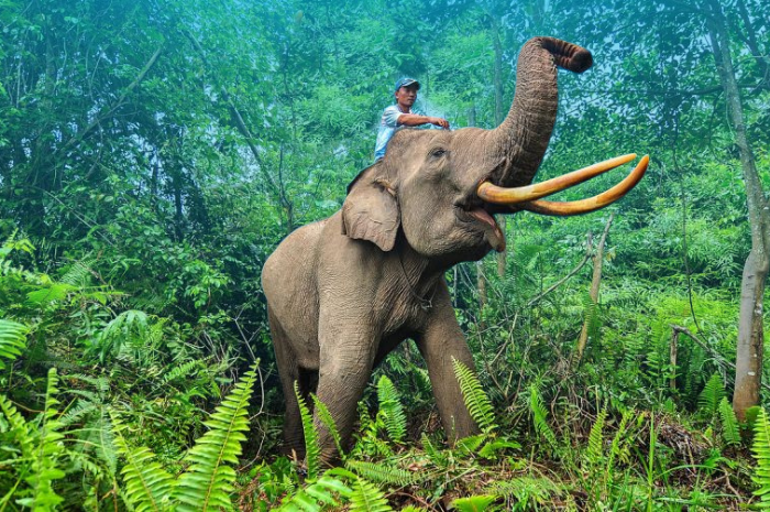 Populasi gajah di Taman Nasional Tesso Nilo tersisa 150 ekor,