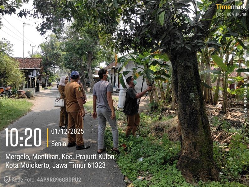 DISEMPROT: Petugas DKPP Kota Mojokerto menanggulangi hama ulat bulu di Jalan Cakarayam dan alun-alun dengan menyemprot disinfektan, Senin (1/12).