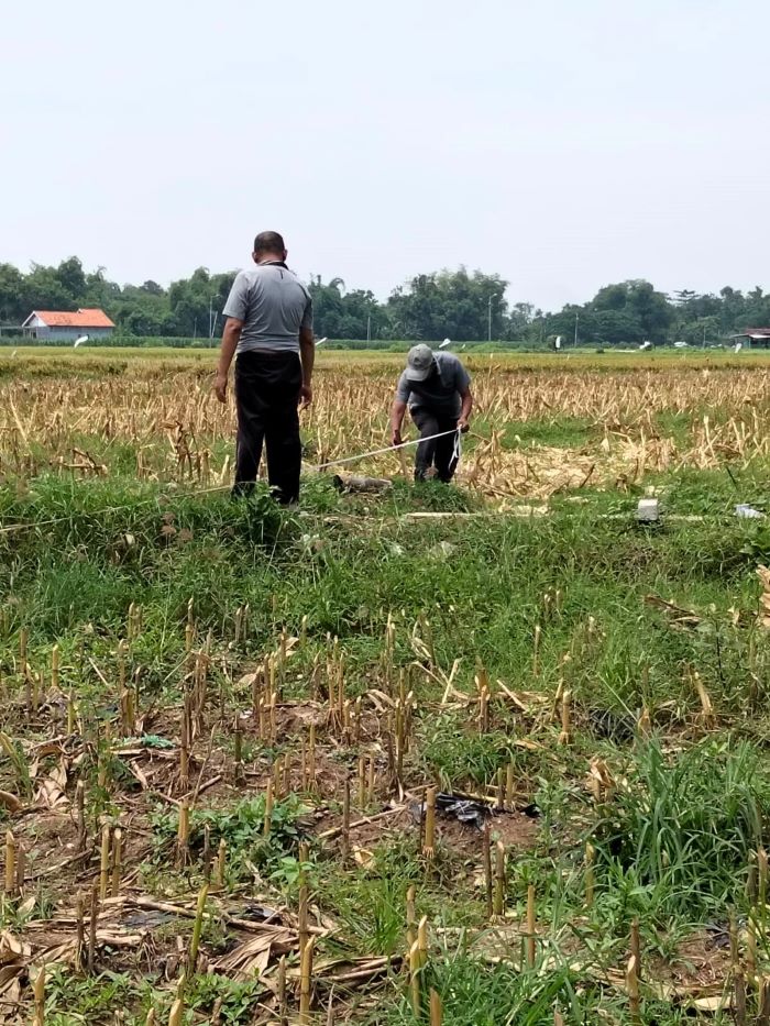 UKUR TANAH: Pemdes Klinterejo memasang patok tanah di timur kompleks Situs Bhre Kahuripan yang segera dibebaskan BPK Wilayah XI.