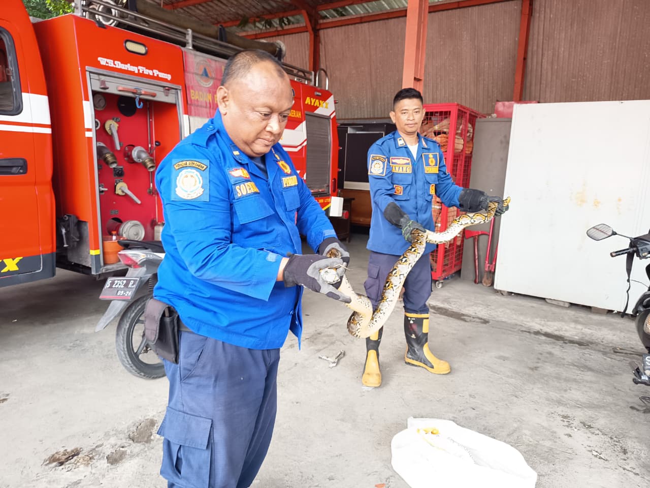 DIAMANKAN: Petugas Damkar BPBD Kabupaten Mojokerto mengamankan ular sanca hasil evakuasi dari dalam kap mobil milik warga di Desa Tawar, Kecamatan Gondang kemarin.