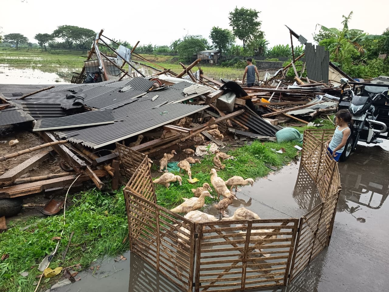ROBOH: Kandang bebek milik warga Dusun Kedungkudi, Desa Kedunggempol, Kecamatan Mojosari, yang ambruk tersapu angin kencang,&nbsp;Rabu (10/12).