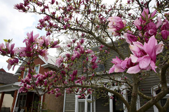 Di antara beragam spesies bunga yang menghiasi dunia, magnolia menjadi salah satu yang paling istimewa. Sumber Foto: Pinterest