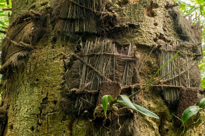 Toraja selalu menjadi salah satu daerah di Indonesia yang memiliki berbagai tradisi unik dan terasa tidak umum bagi masyarakat luar Toraja. Sumber foto: Google