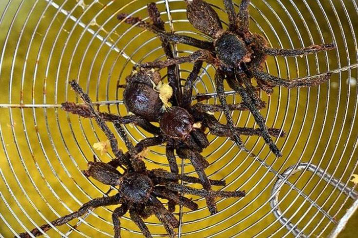 Meksiko dikenal luas sebagai salah satu negara dengan kekayaan kuliner paling beragam di dunia. Sumber Foto: Pinterest