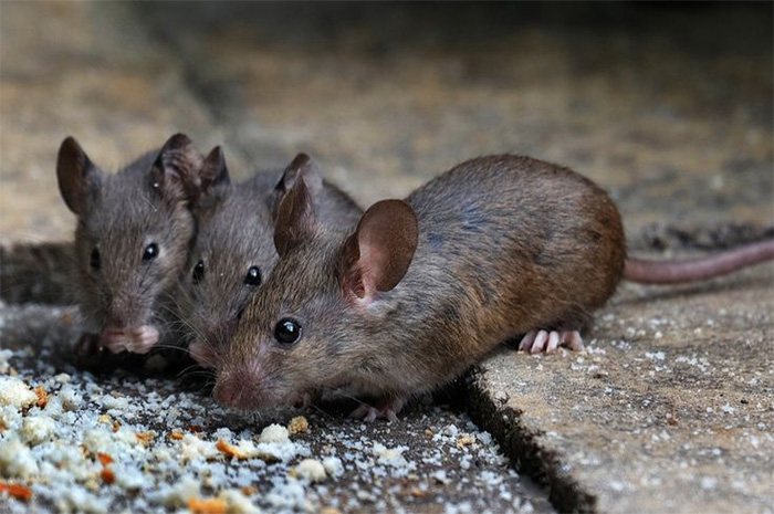 Ampu dan Praktis, Berikut Bahan Alami Mengusir Tikus dari Rumah