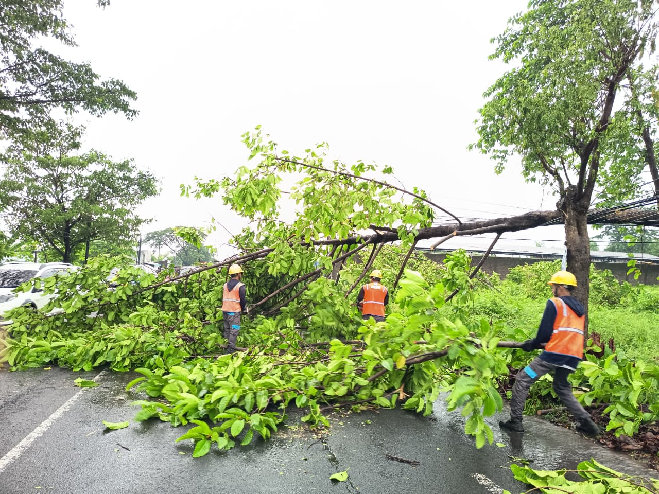 TUMBANG: Pohon mahoni yang roboh akibat diterpa angin kencang di Desa Sekargadung dan sempat menutup sebagian badan Jalan Raya Pungging-Trawas, kemarin (24/12).