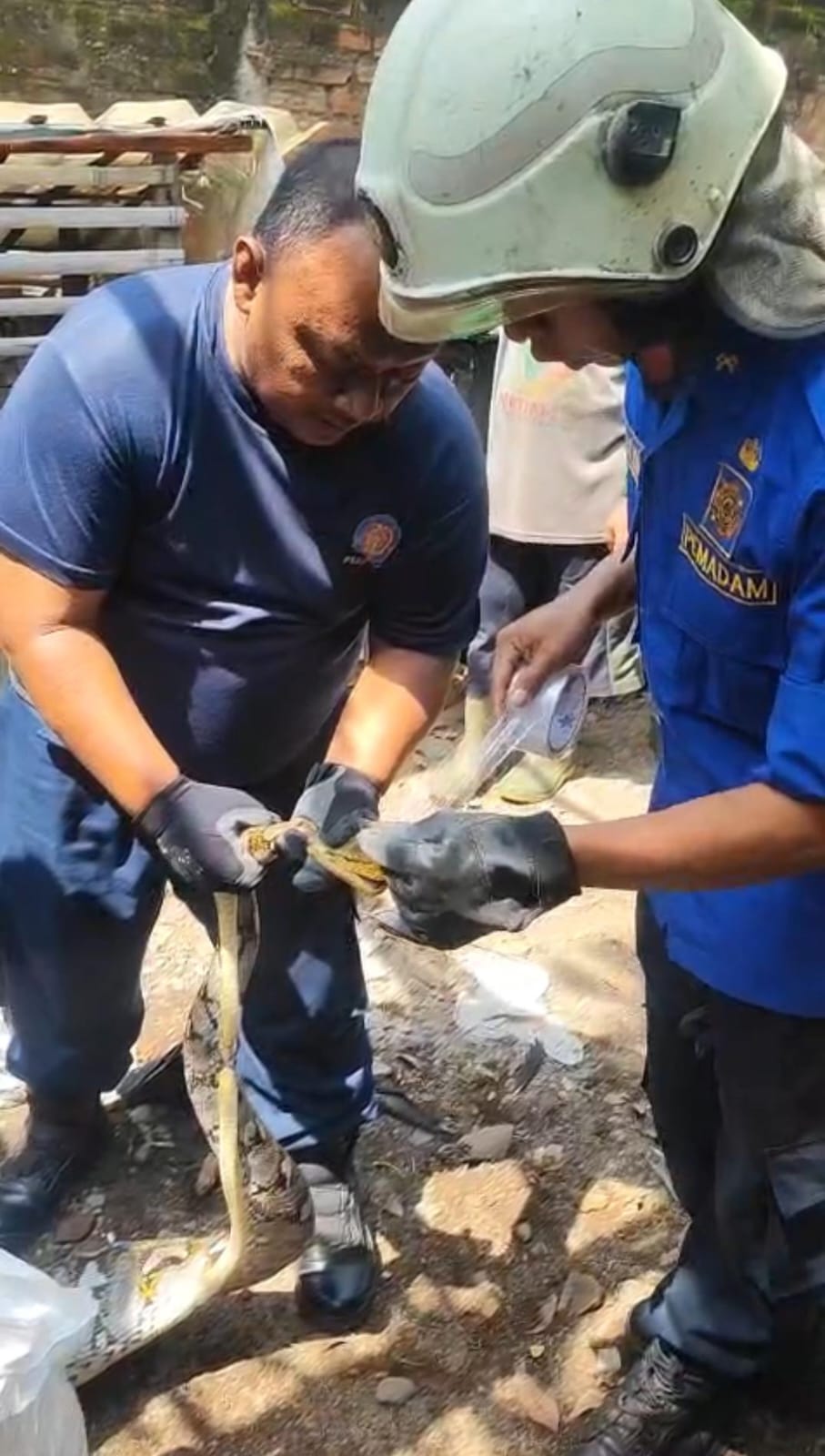 DITANGKAP: Petugas Damkar BPBD Kabupaten Mojokerto mengevakuasi ular piton usai memangsa ternak milik warga di Desa Karangkuten, Kecamatan Gondang, Rabu (24/12).