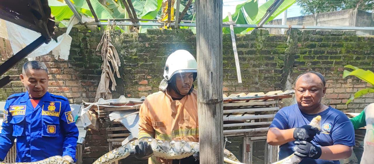 DITANGKAP: Petugas Damkar BPBD Kabupaten Mojokerto mengevakuasi ular piton usai memangsa ternak milik warga di Desa Karangkuten, Kecamatan Gondang, Rabu (24/12).