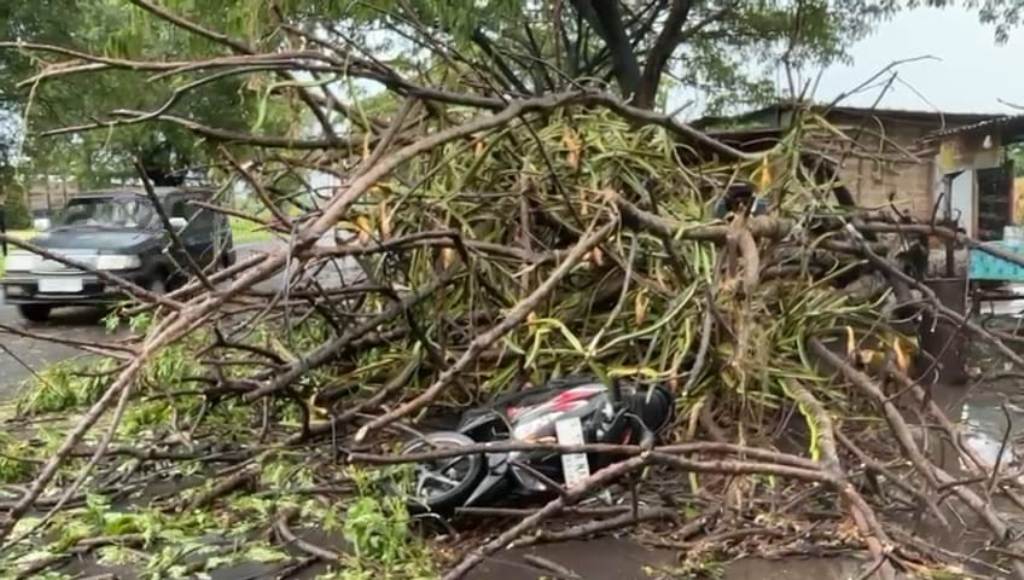 TERDAMPAK: Pohon tumbang di jalan raya Dusun Pekingan, Desa Sumbersono, Kecamatan Dlanggu, yang menimpa pengendara motor, kemarin (28/12).