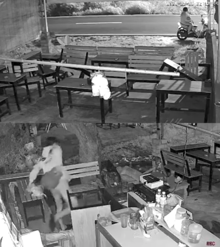 TERSOROT CCTV: Aksi maling mencuri elpiji melon dan susu rentengan terekam CCTV warung, Senin (29/12) dini hari. Mirisnya, pelaku membawa bayi dan istri saat mencuri.