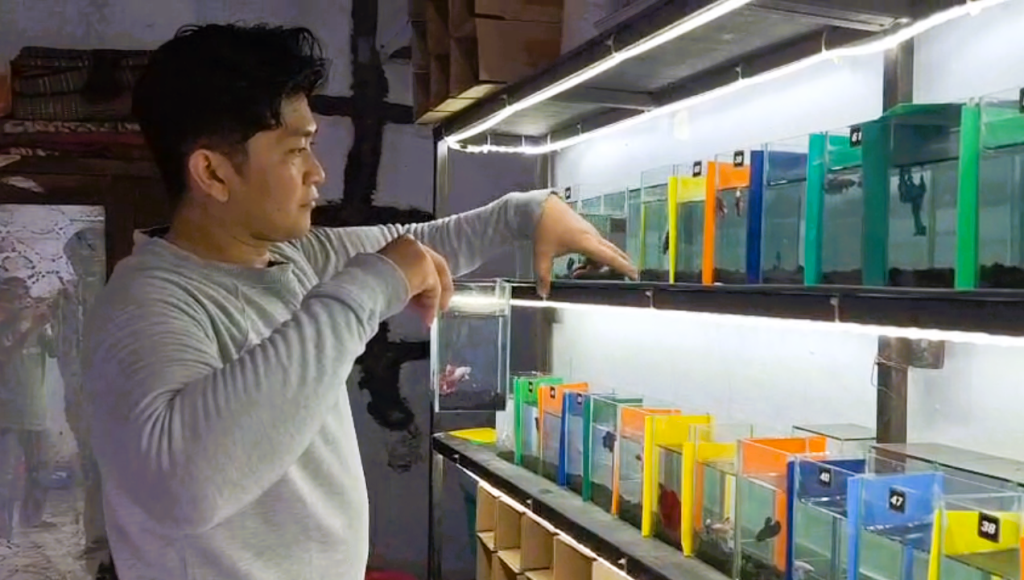 BUDIDAYA: Dedy Prastiono meraup cuan hasil menekuni budidaya ikan cupang hias di rumahnya, di Kelurahan Blooto, Kecamatan Prajurit Kulon, Kota Mojokerto.