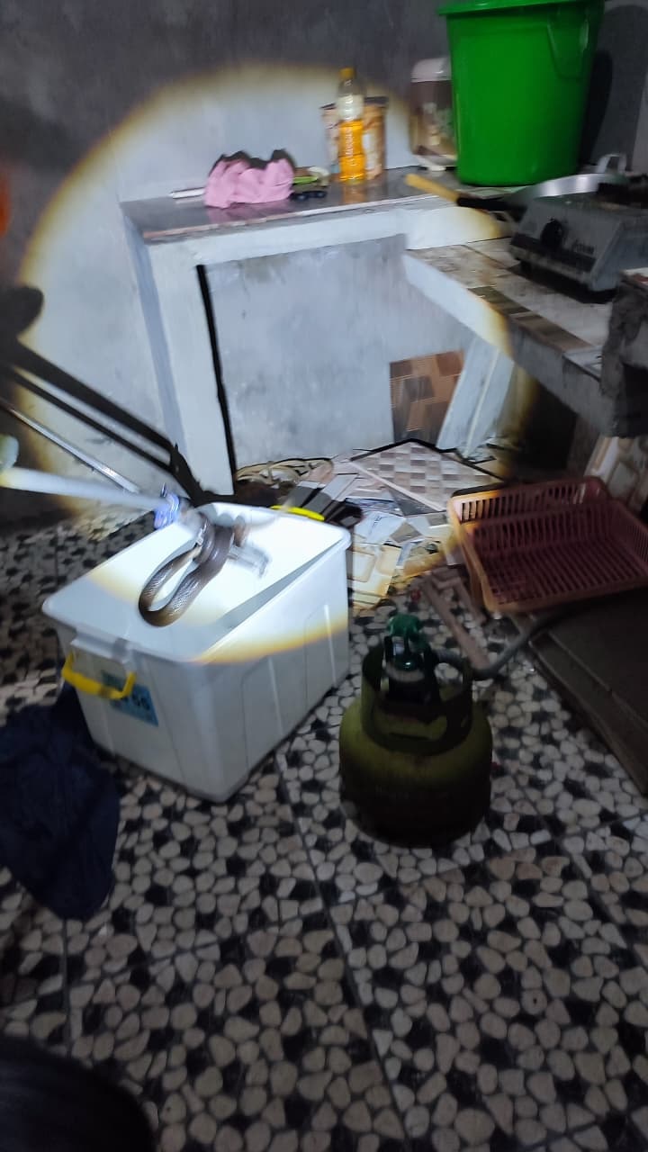 BERBISA: Petugas Damkar BPBD Kota Mojokerto mengevakuasi ular kobra masuk ke dapur rumah warga Jalan Bancang Gang IV, Kelurahan Wates, Kecamatan Magersari, Senin (5/1) malam.