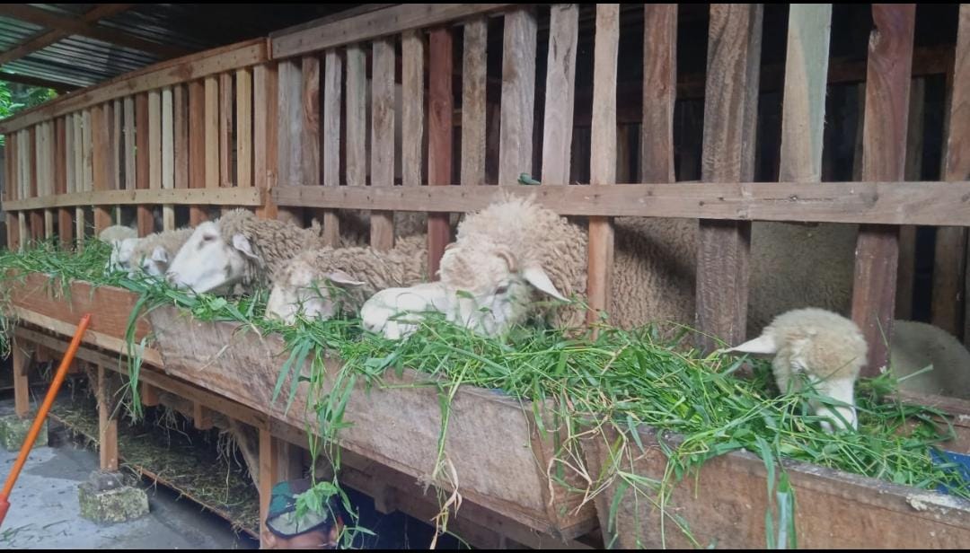 KOMUNAL: Unit usaha ternak kambing di Desa Watesumpak, Kecamatan Trowulan baru saja dikembangkan oleh BUMDes setempat.
