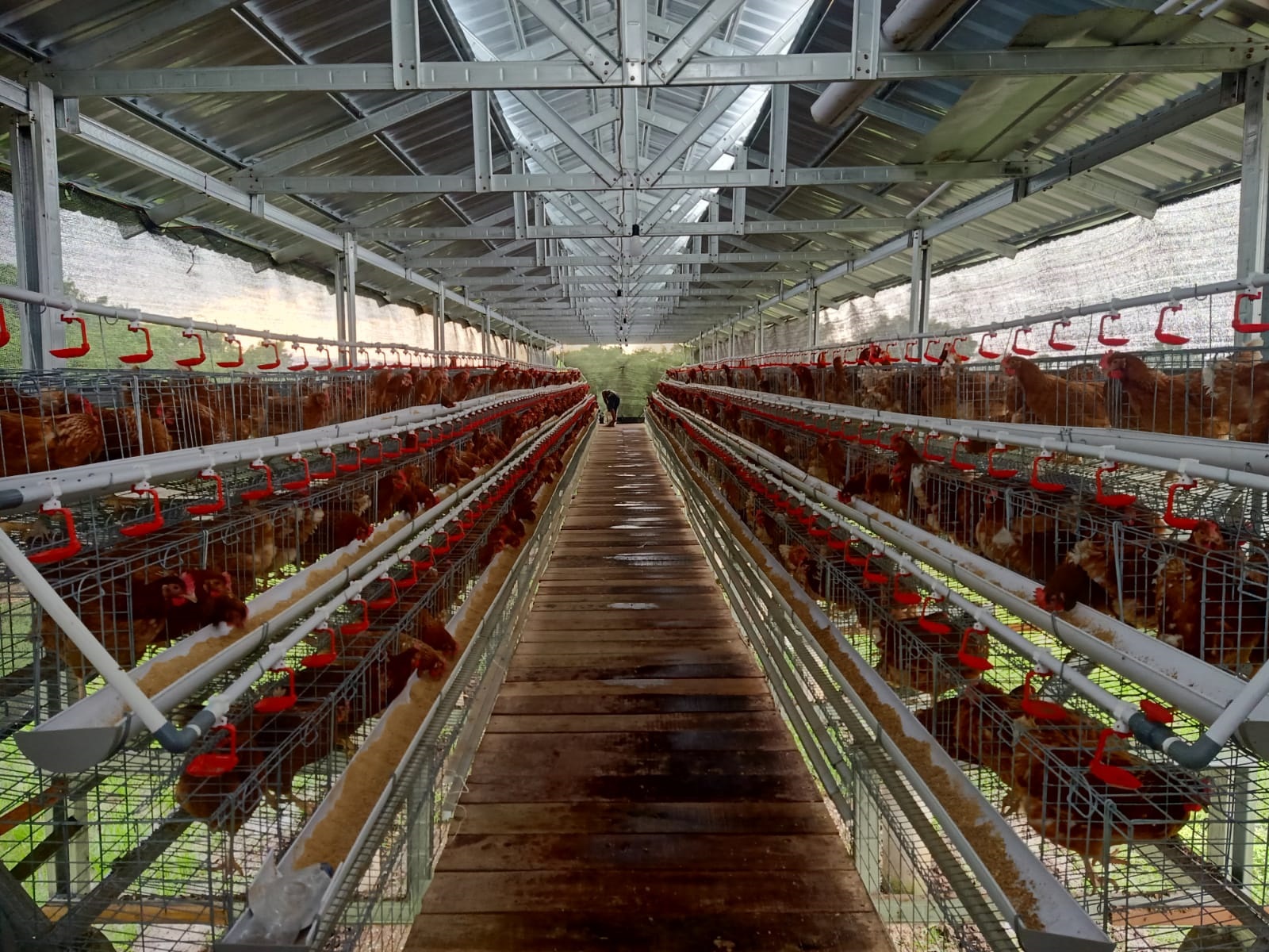 DIRAWAT: Petugas kandang ayam sedang memberi makan ayam petelur di Dusun Wonokusumo, Desa Kutorejo.
