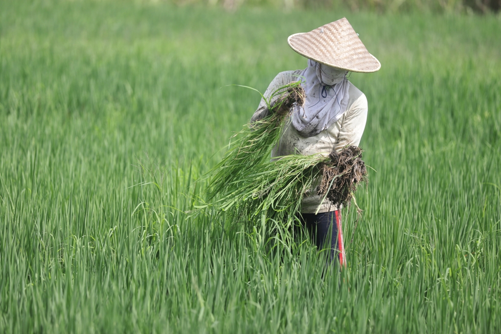 PRODUKTIF: Petani melakukan perawatan tanaman padi di areal persawahan Kelurahan Blooto, Kecamatan Prajurit Kulon, kemarin (16/1). Kendati lahan pertanian mengalami penyusutan, namun Kota Mojokerto di