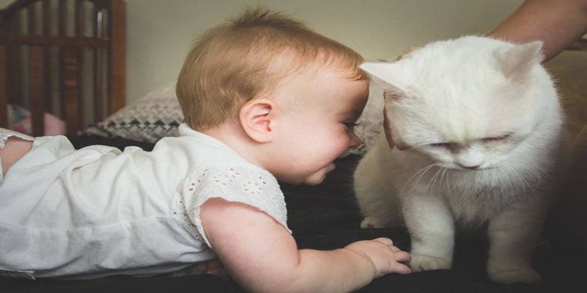 bahaya bulu kucing untuk kesehatan bayi
