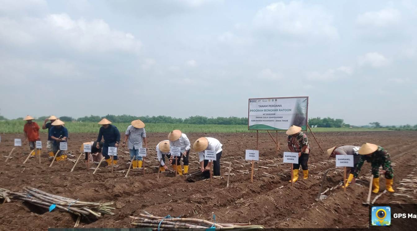 TANAM BARU: PT SGN PG Gempolkrep bersama Dinas Pertanian Kabupaten Mojokerto menggulirkan program CPCL untuk meningkatkan produktivitas tebu.
