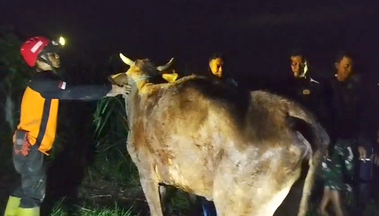 DIMENTASKAN: Sapi betina milik warga Dusun Bolorejo, Desa Mojojajar, Kecamatan Kemlagi, dievakuasi damkar usai terperosok di sungai, Senin (19/1) malam.