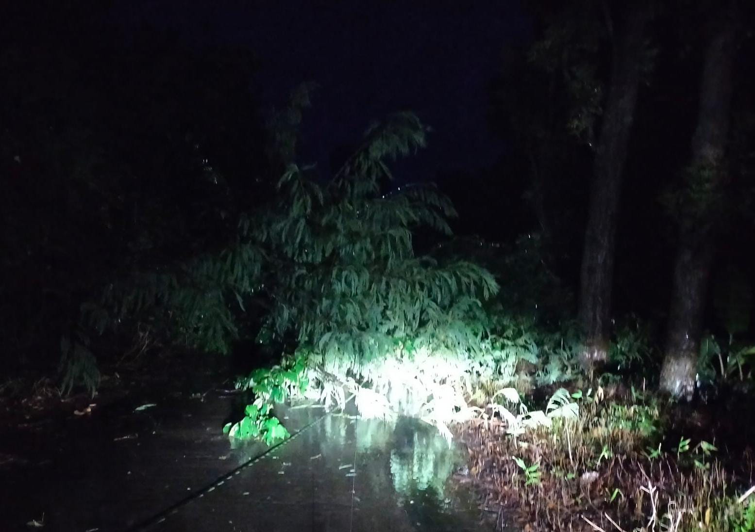 TUTUP JALUR: Pohon tumbang yang mengakibatkan akses jalan Desa Jembul-Desa Manting, Kecamatan Jatirejo, sempat tertutup, Selasa (20/1) malam.