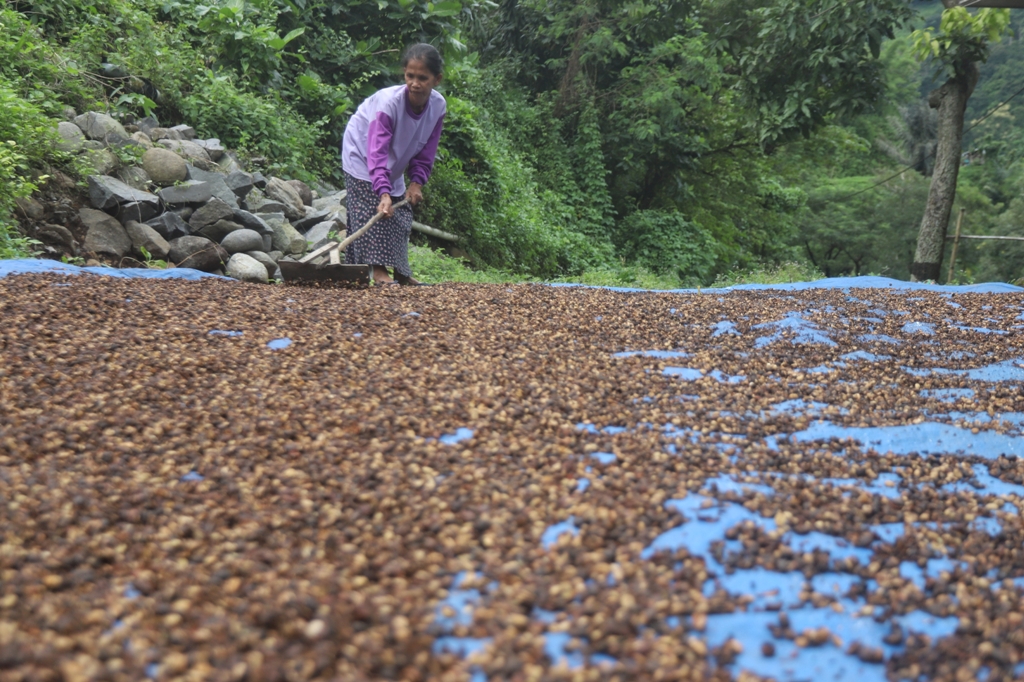 Warga Desa Jembut, Kecamatan Jatirejo, Kabupaten Mojokerto tengah menjemur biji kopi di halaman rumahnya, kemarin.