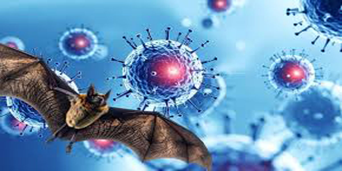 Virus Nipah: Ancaman Zoonosis yang Kembali Jadi Sorotan Dunia.