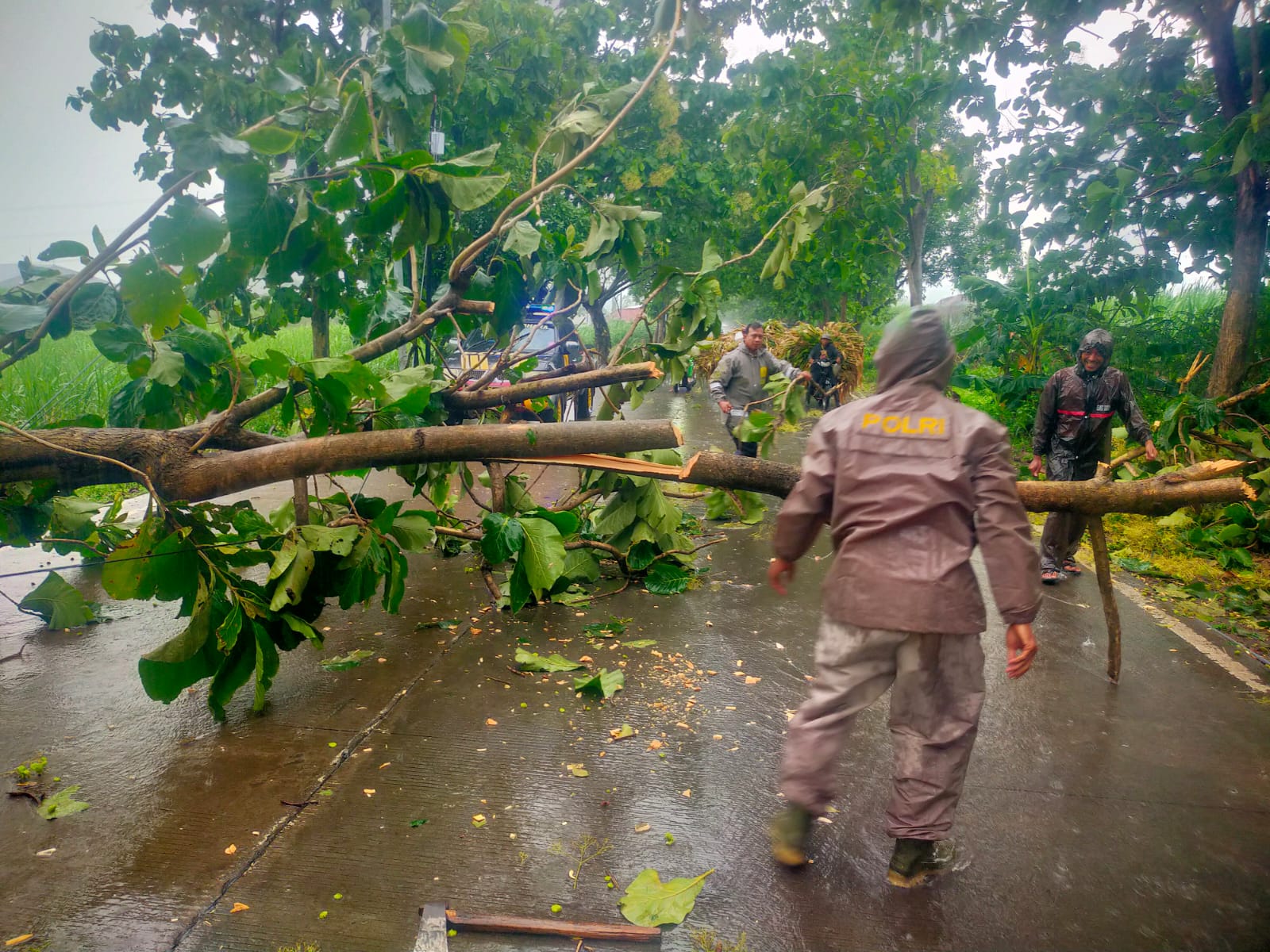 CUACA EKSTREM: Petugas gabungan melakukan evakuasi pohon tumbang yang melintang di jalan penghubung Desa Lebakjabung-Desa Jatirejo, Kabupaten Mojokerto, kemarin (28/1).