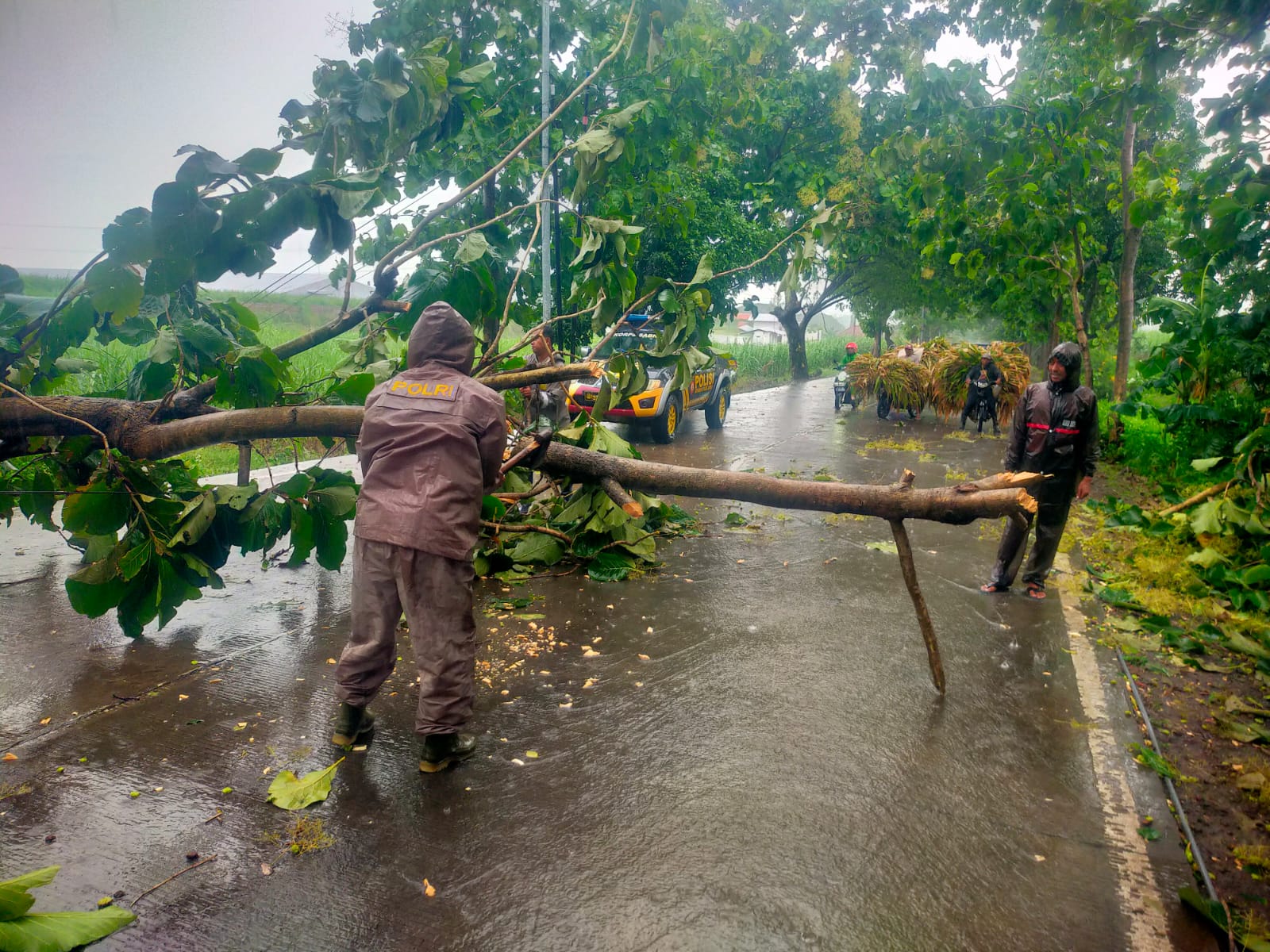 CUACA EKSTREM: Petugas gabungan melakukan evakuasi pohon tumbang yang melintang di jalan penghubung Desa Lebakjabung-Desa Jatirejo, Kabupaten Mojokerto, kemarin (28/1).