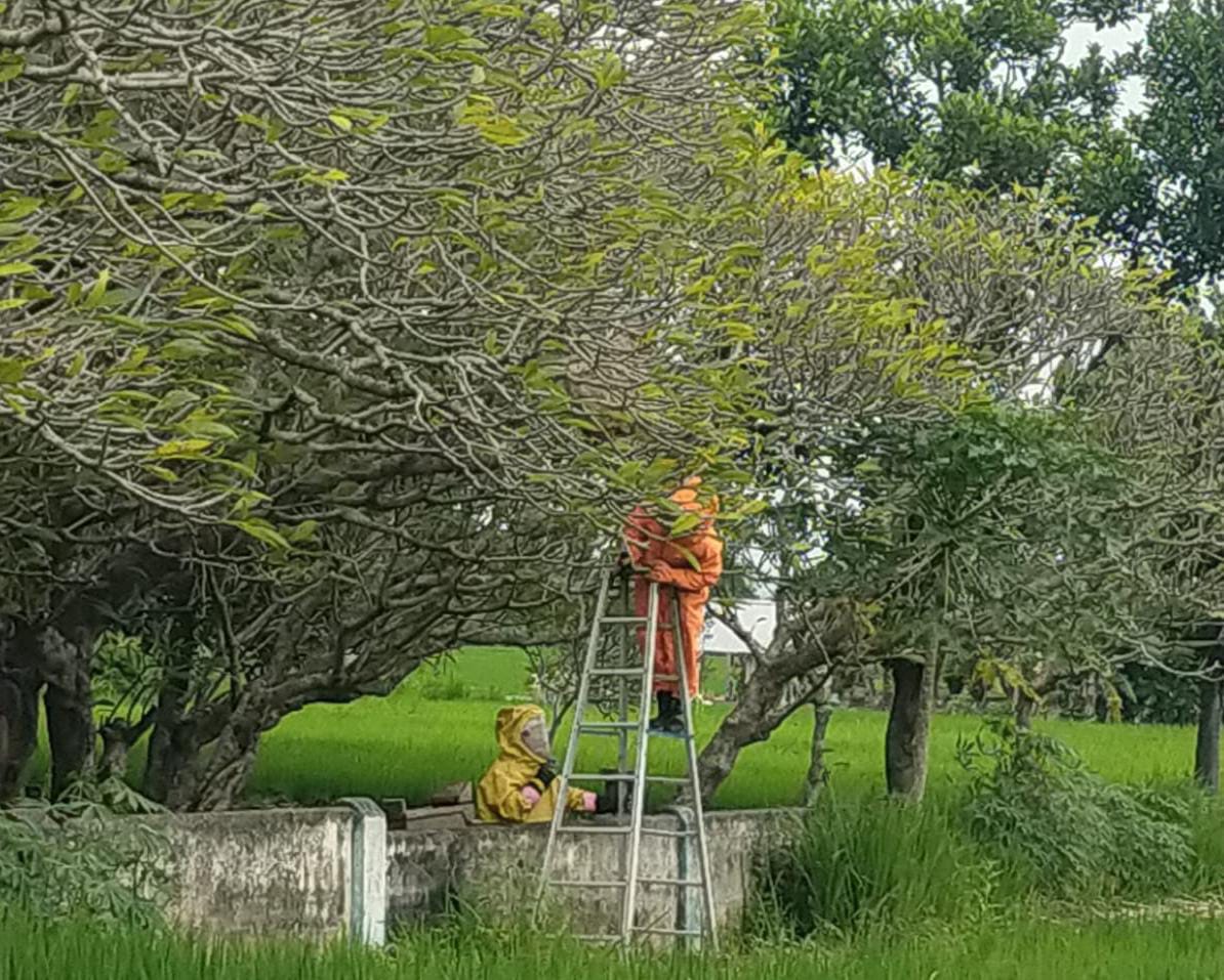 PAKAI ATRIBUT KHUSUS: Petugas Damkar BPBD Kabupaten Mojokerto mengevakuasi sarang tawon vespa yang meresahkan warga Dusun Kenjoro, Desa Windurejo, Kecamatan Kutorejo, Selasa (27/1).