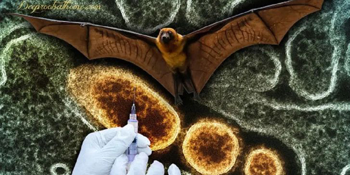 Dari Hewan ke Manusia, Begini Cara Penyebaran Virus Nipah