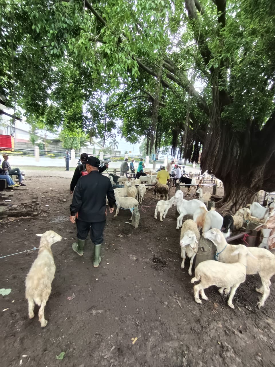 DISTERILKAN: Petugas melakukan penyemprotan disinfektan di Pasar Hewan Ngrame, Kecamatan Pungging, Kabupaten Mojokerto, Selasa (27/1).