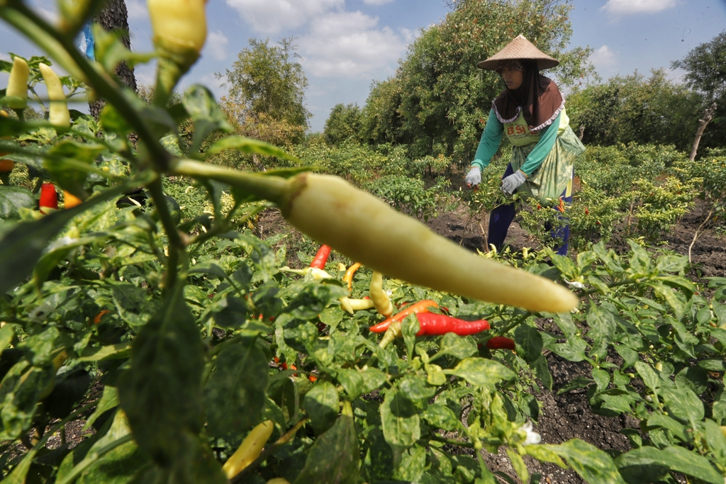 PEDAS: Petani cabai di Desa Suru, Kecamatan Dawarblandong, Kabupaten Mojokerto, memilih panen lebih awal, kemarin (1/2). Kendati buah cabai masih hijau namun kini harga jual di pasaran relatif cukup t