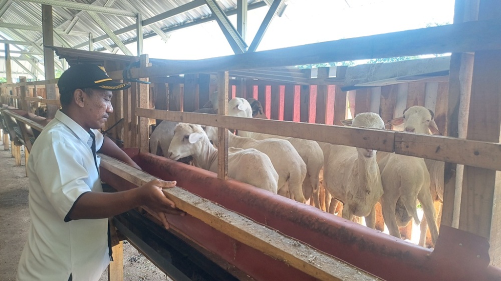 PERAWATAN: Kasi Kesejahteraan Pemerintah Desa Tempuran, Yudi Santoso, mengecek kandang peternakan kambing di Dusun Tempuran.