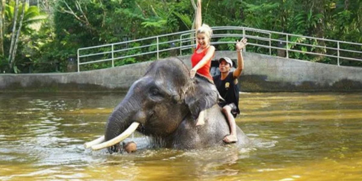 Atraksi Menunggangi Gajah Resmi Diberhentikan