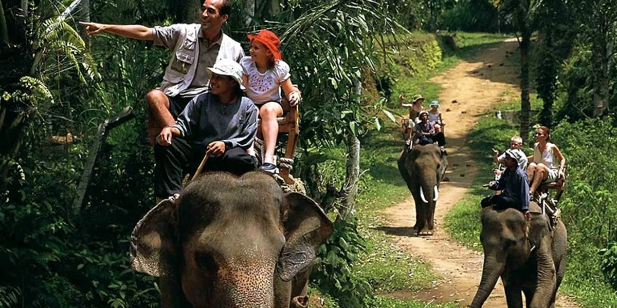 Pemerintah resmi melarang seluruh atraksi wisata menunggangi gajah