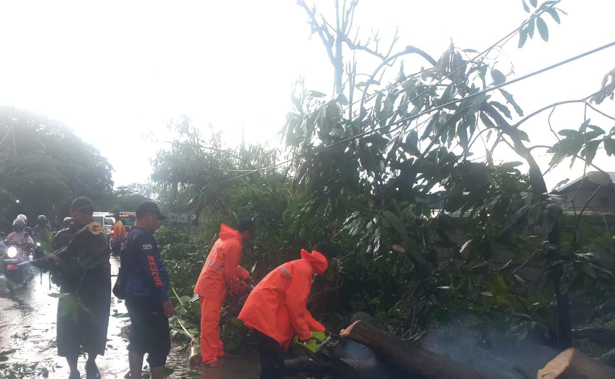 CUACA EKSTREM: Personel BPBD Kabupaten Mojokerto bersama petugas gabungan mengevakuasi pohon tumbang di Desa Banjaragung, Kecamatan Puri, Rabu (4/2).