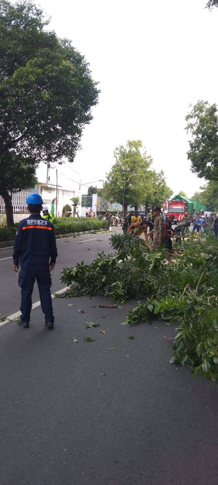 ANTISIPASI BENCANA: Personel gabungan memangkas pohon di tepi Jalan Pemuda, Kecamatan Mojosari, Kabupaten Mojokerto, yang rawan tumbang, kemarin (9/2).