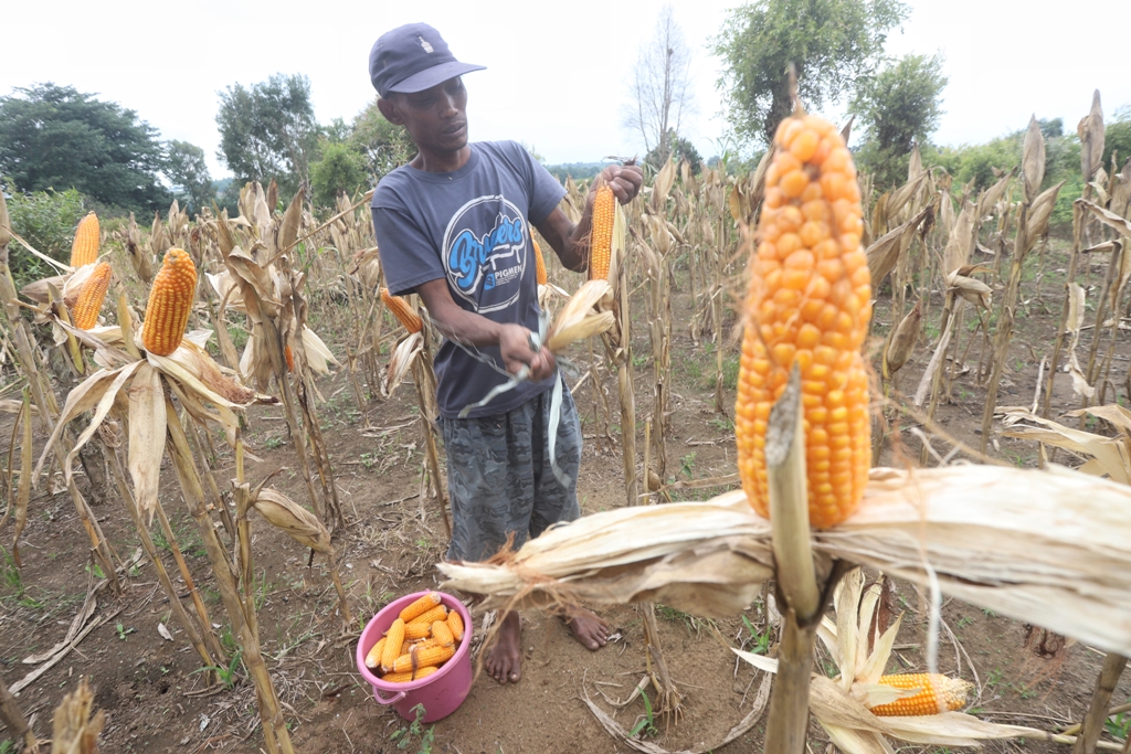 Petani memanen jagung di lahan hutan area Kecamatan Dawarblandong, Kabupaten Mojokerto, kemarin (10/2).