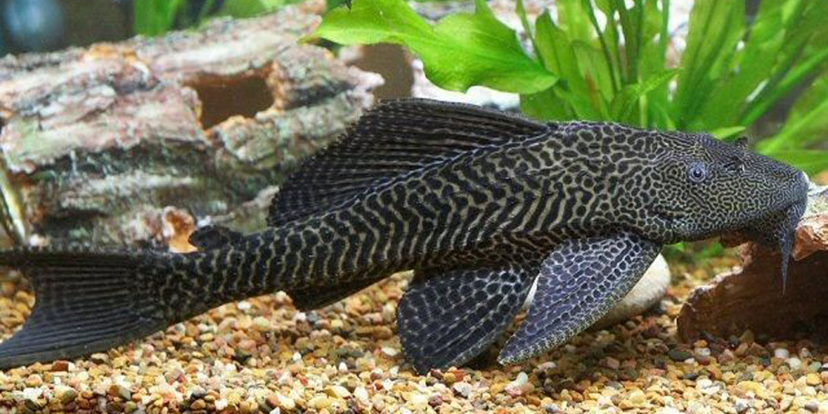 mengapa ikan sapu-sapu sulit dibasmi? simak berikut ini