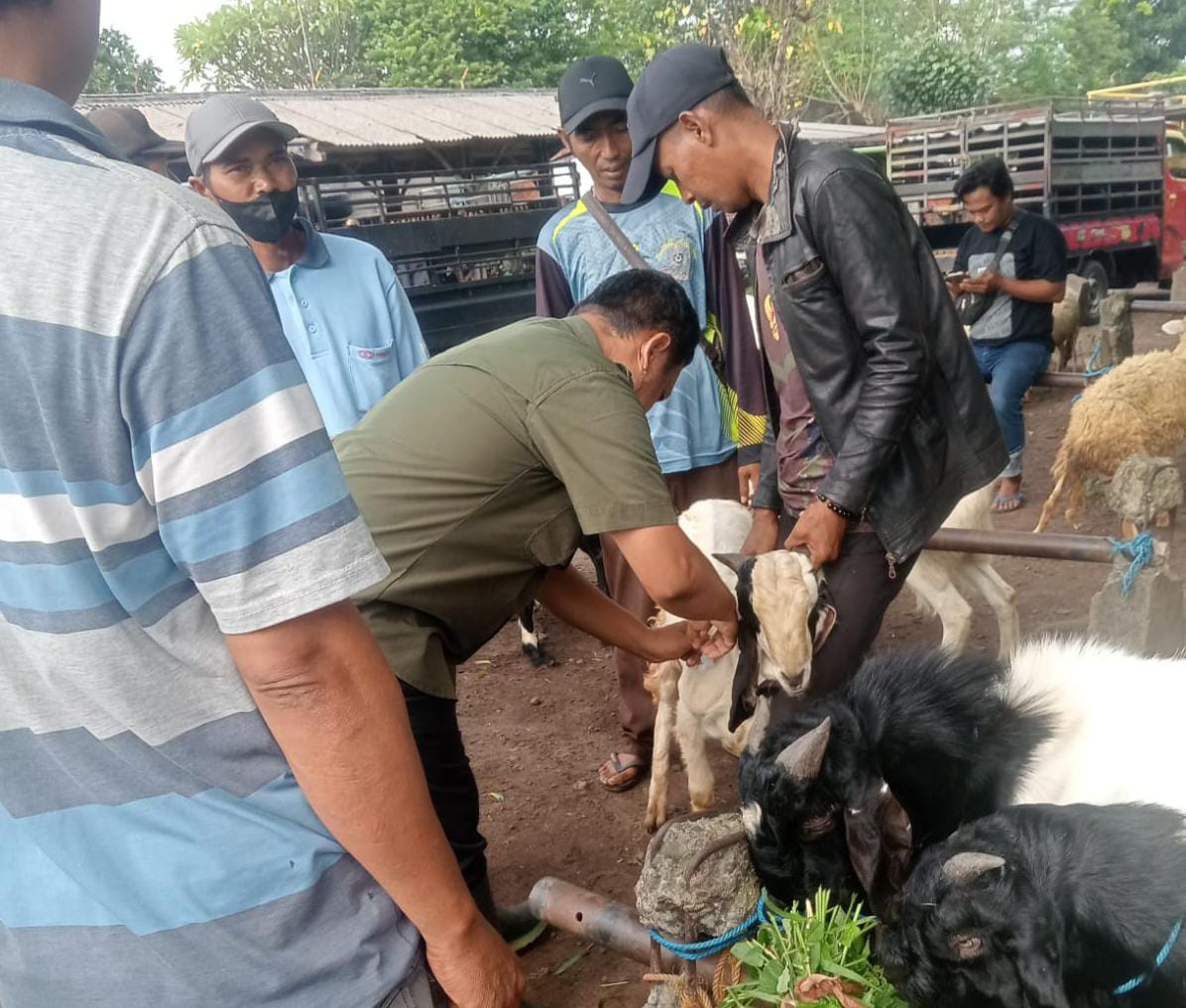 CEGAH PENYEBARAN: Ternak di Pasar Hewan Ngrame, Kecamatan Pungging, Kabupaten Mojokerto, diberikan vaksinasi untuk mencegah penyebaran PMK, kemarin (11/2).