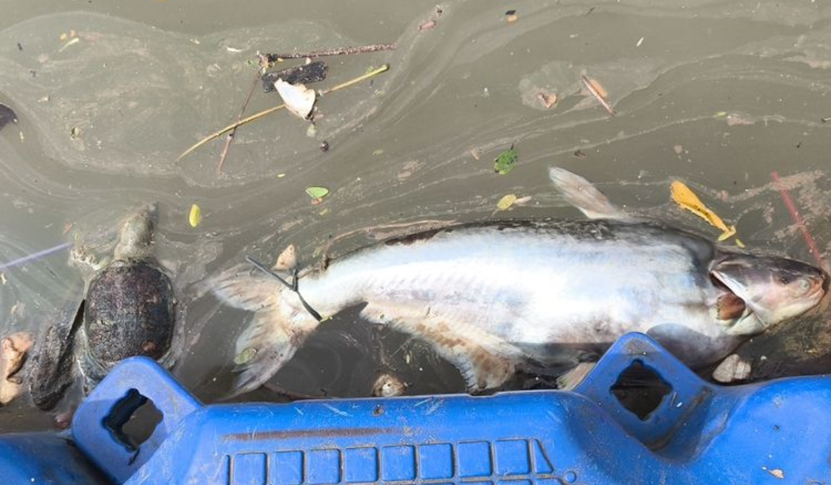 Ikan berukuran besar dan kura-kura berukuran sedang terlihat mengambang dan tak bergerak akibat pencemaran zat Pestisida pasca kebakaran. Foto (KOMPAS.com)