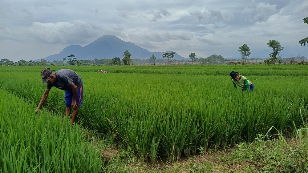 PRODUKTIF: Para petani sedang mengecek kondisi padi yang telah ditanam di Dusun/Desa Jiyu, Kecamatan Kutorejo.  