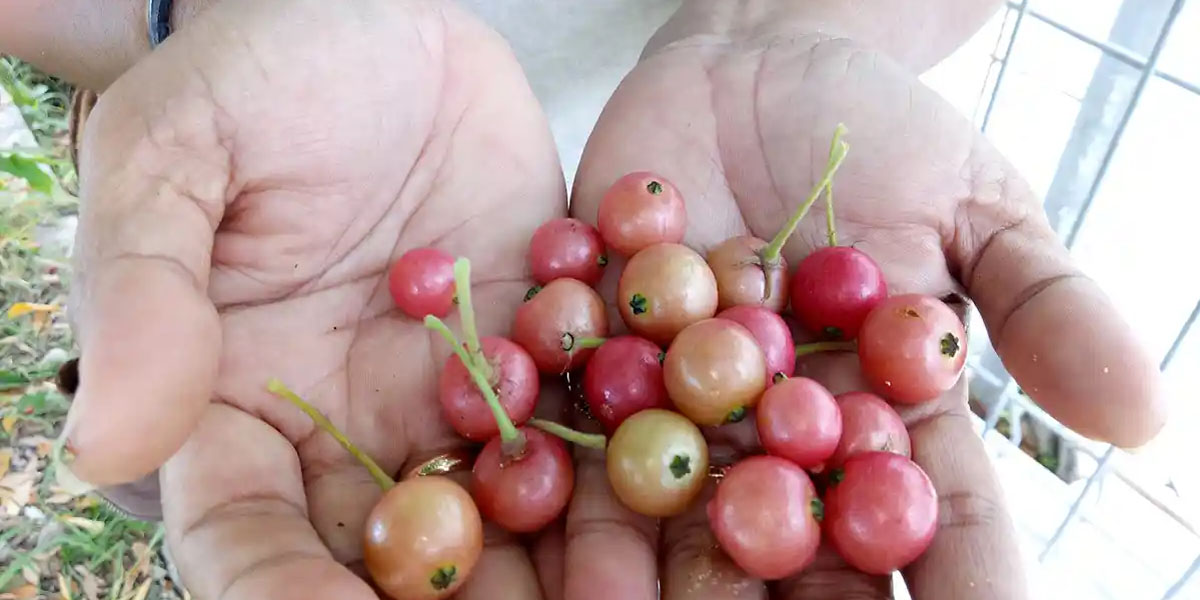 Kersen atau Jamaican Cherry yang kini bernilai ratusan ribu rupiah di pasar global.