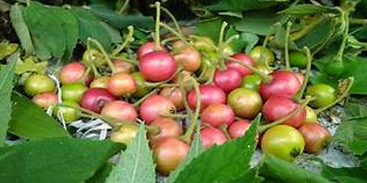 Buah kersen yang sering dianggap liar ternyata menyimpan banyak manfaat kesehatan berkat kandungan serat, vitamin C, dan antioksidan alaminya