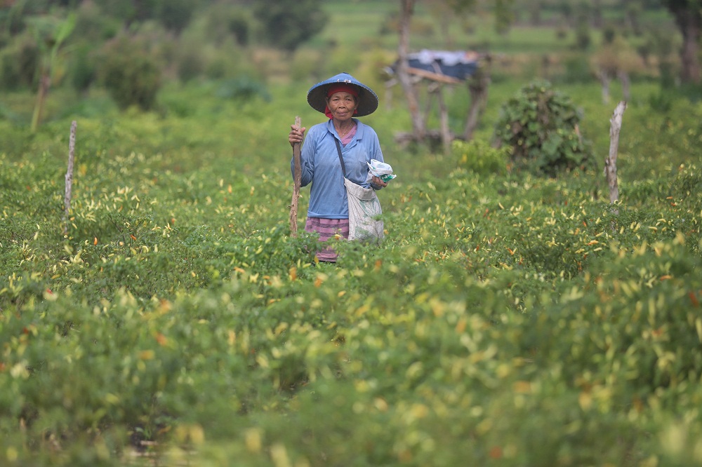 TERDAMPAK CUACA: Petani cabai di Desa Suru, Kecamatan Dawarblandong, memetik cabai di lahan sewa milik Perhutani, kemarin (3/3).  