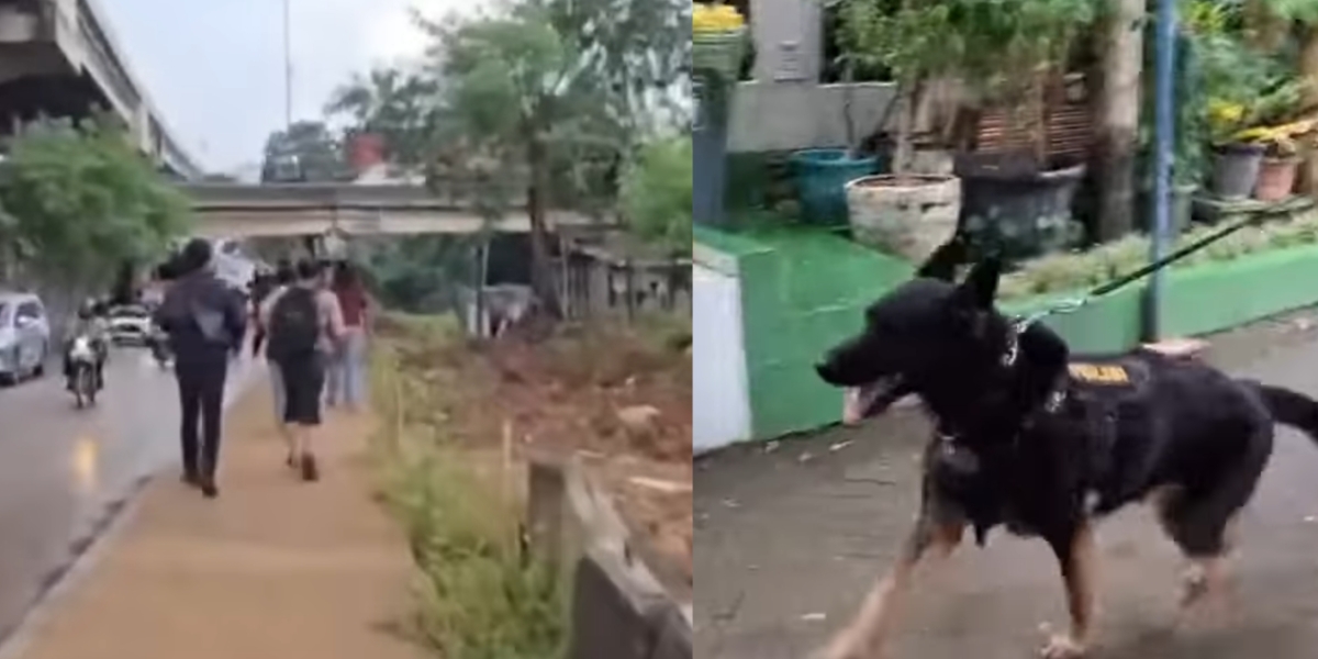 Anjing pelacak K9 membantu polisi melacak keberadaan pelaku 