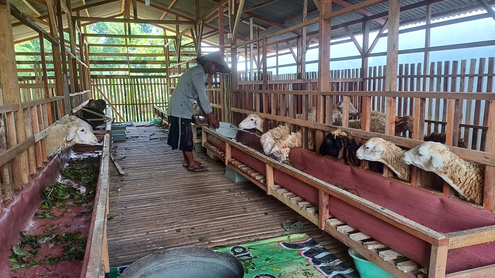 DIRAWAT: Ketua BUMDes Gedangasri Sunandar memberikan makanan domba dan kambing jenis PX di Dusun Jatisari, Desa Gedangan, Kecamatan Kutorejo, kemarin (4/3).  
