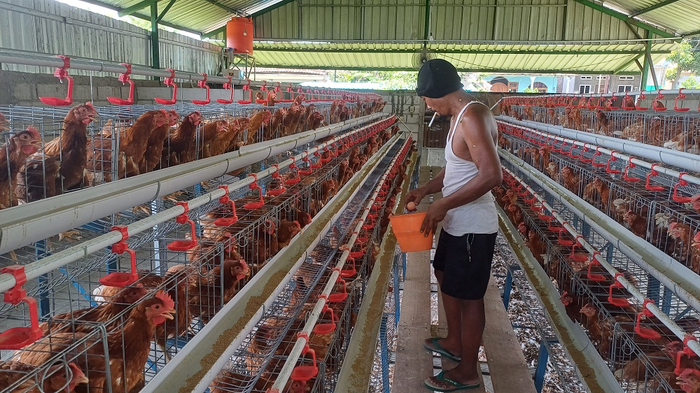 PANEN: Akhmad, perawat ternak, mengambil telur ayam petelur di kandang milik BUMDes Desa Kutorejo.  