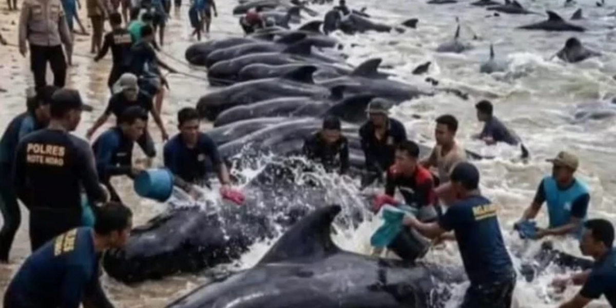 Proses evakuasi kawanan paus pilot yang terdampar di Rote Ndao, NTT. Tim gabungan bersama warga melakukan upaya penyelamatan terhadap paus yang terdampar di pesisir pantai.
