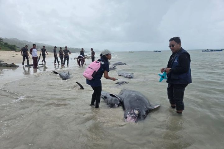 Proses identifikasi  paus pilot yang mati terdampar di Pantai Mbadokai, Desa Deranitan, Kecamatan Rote Barat Daya, Kabupaten Rote Ndao, NTT, Selasa, 10 Maret 2026 oleh Petugas dari BKKPN Kupang.
